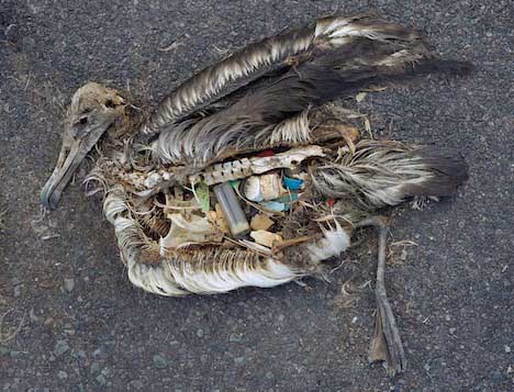 Aves muertas por comer plástico - Garbage Patch