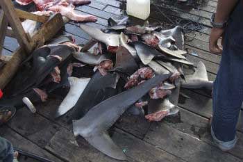 En la práctica del finning, los tiburones agonizan durante días