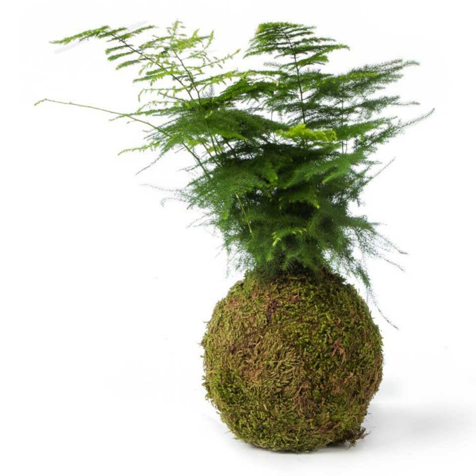 Kokedamas