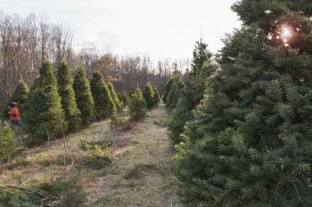 Asegúrate de que tu árbol natural proviene de vivero