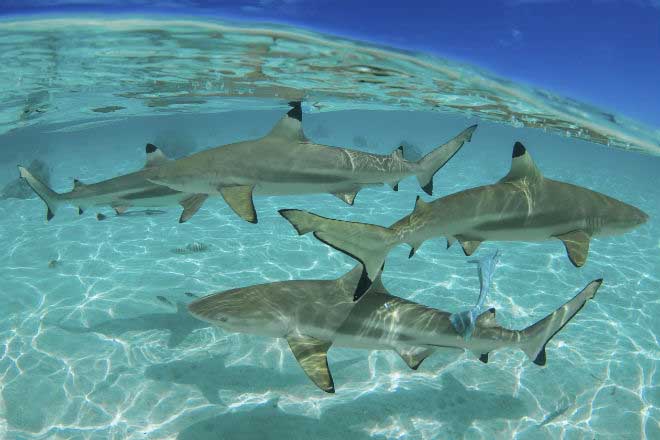 Tiburones