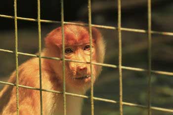 Monos, una de las especies más explotadas por el tráfico ilegal