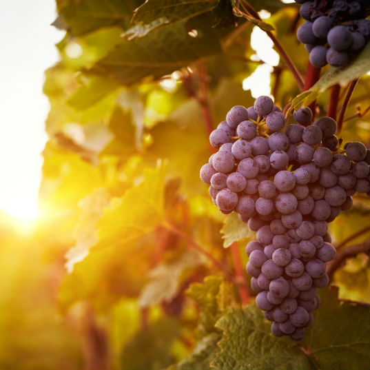 Impactos del cambio climático en el vino