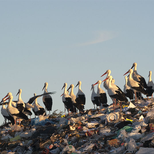 aves vertederos problemas contaminacion