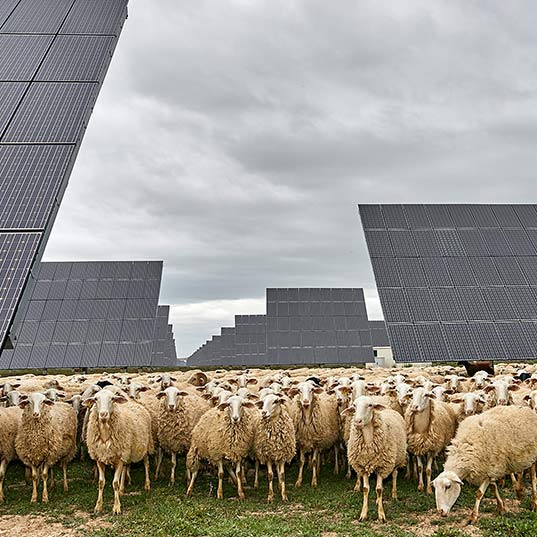 Ovejas en el campo con paneles solares