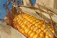 El maíz, de los productos más manipulados genéticamente