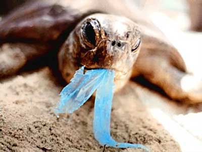 Tortugas marinas mueren por consumir restos de plástico