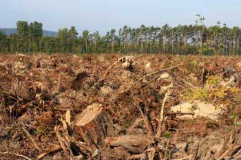 La deforestación amenaza a miles de especies salvajes