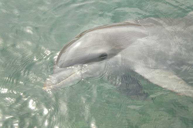 Los delfines no pueden sobrevivir en cautividad