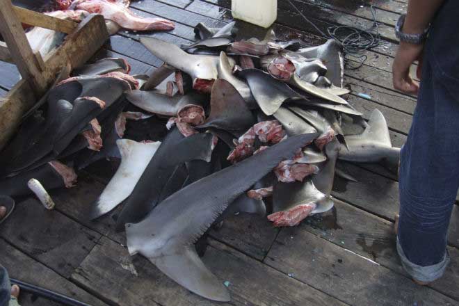 Aleteo de tiburón o finning