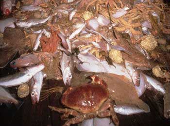 Pesca destructiva: Los descartes alcanzan en ciertos casos el 80% o incluso el 90%