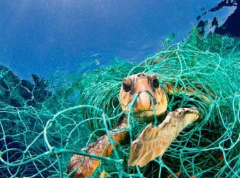 Tortuga de mar atrapada en redes de deriva