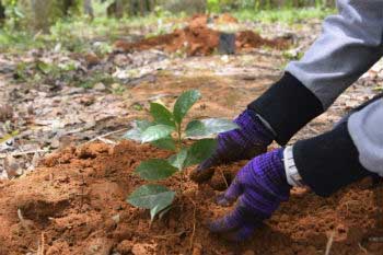 Acción 5 contra el cambio climático: actúa contra la pérdida de bosques