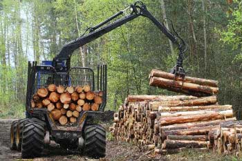 La certificación de la madera asegura una explotación sostenible y responsable
