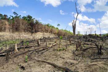 La deforestación es consecuencia de una explotación irresponsable de los bosques