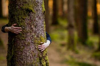 Exigir madera certificada a la hora de comprar, ayuda a mantener sanos nuestros bosques