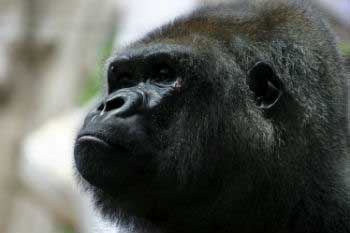 Virunga National Park, santuario de gorilas
