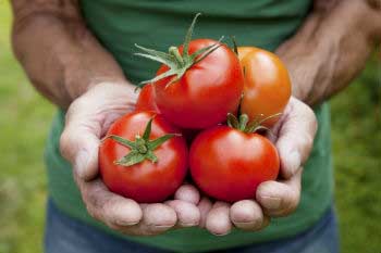Los tomates necesitan mucha luz y altas temperaturas