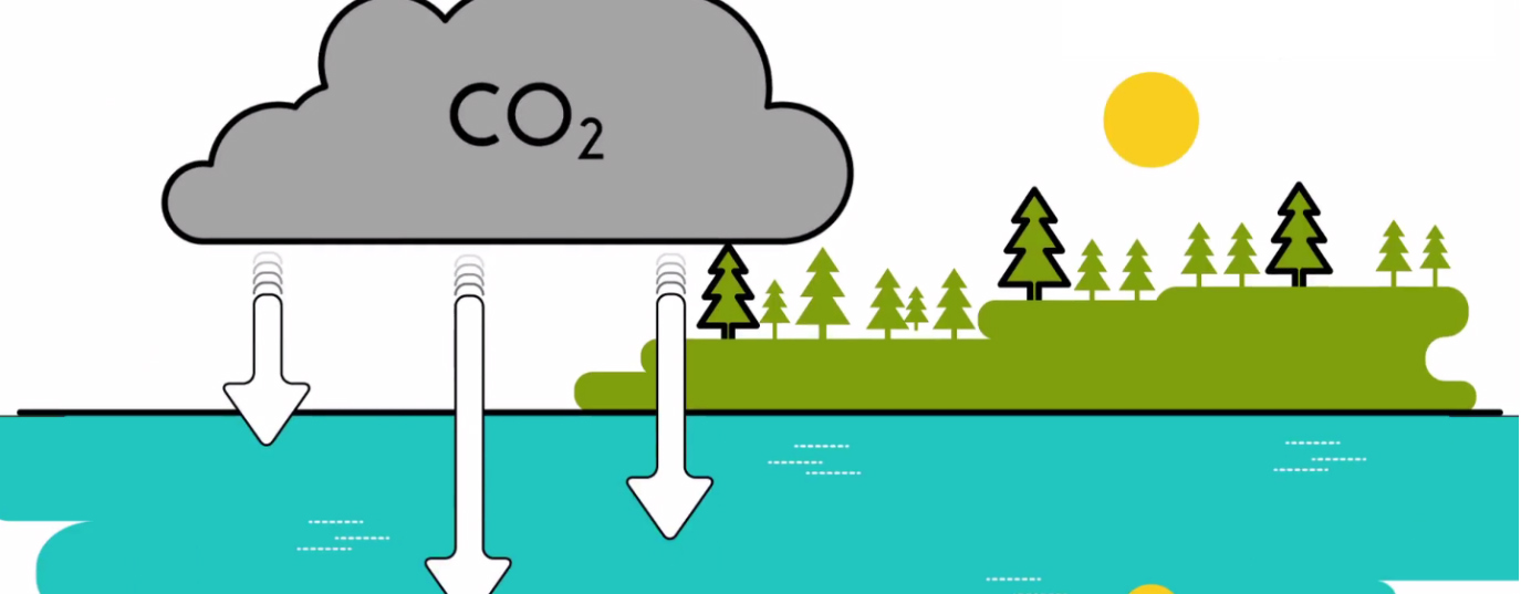 ¿Qué son los sumideros de carbono?