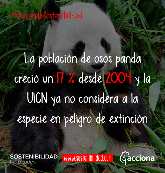 #AprendeSostenibilidad: Población de osos panda