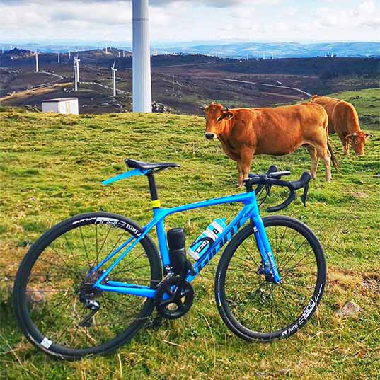 Vacas y bicicleta en el campo con aerogenerador